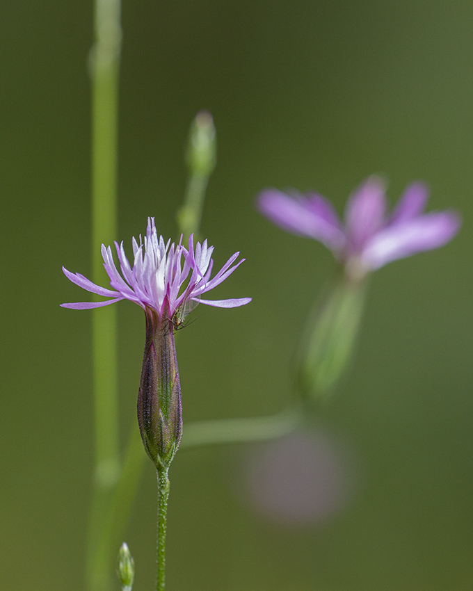Изображение особи Crupina vulgaris.