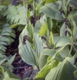 Cypripedium reginae. Верхушка плодоносящего побега. Москва, Аптекарский огород, теневой сад, в культуре. 03.09.2021.