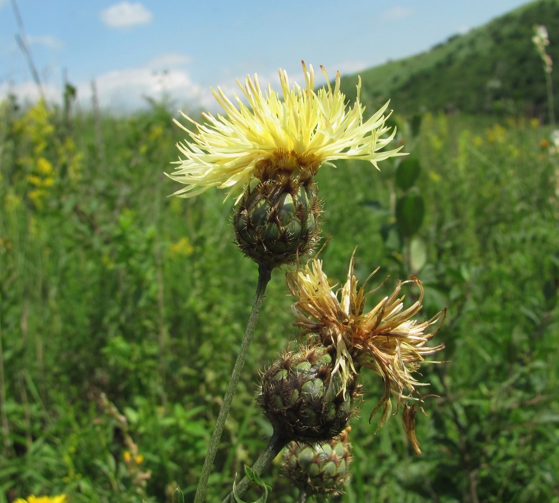 Image of Centaurea rigidifolia specimen.