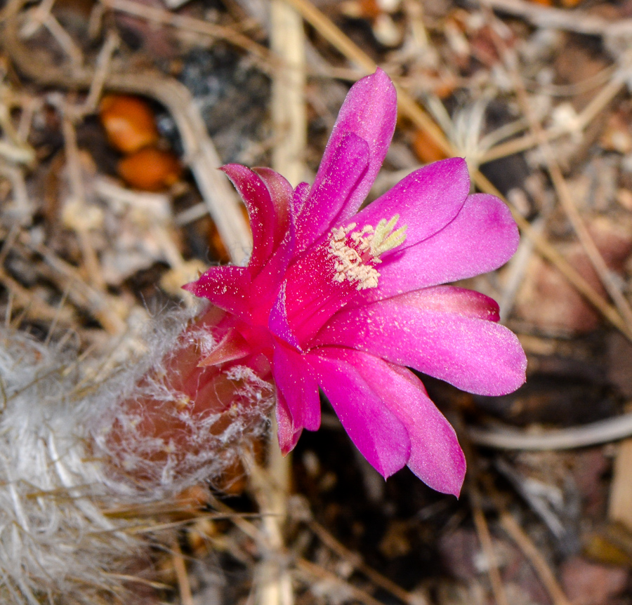 Image of genus Oreocereus specimen.