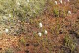 Eriophorum scheuchzeri