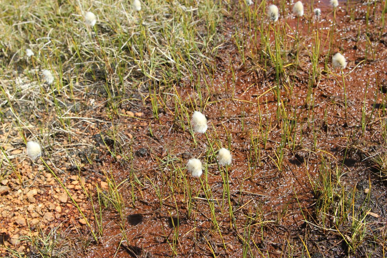 Image of Eriophorum scheuchzeri specimen.