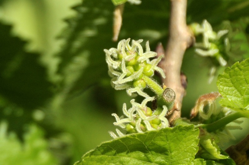 Изображение особи Morus alba.