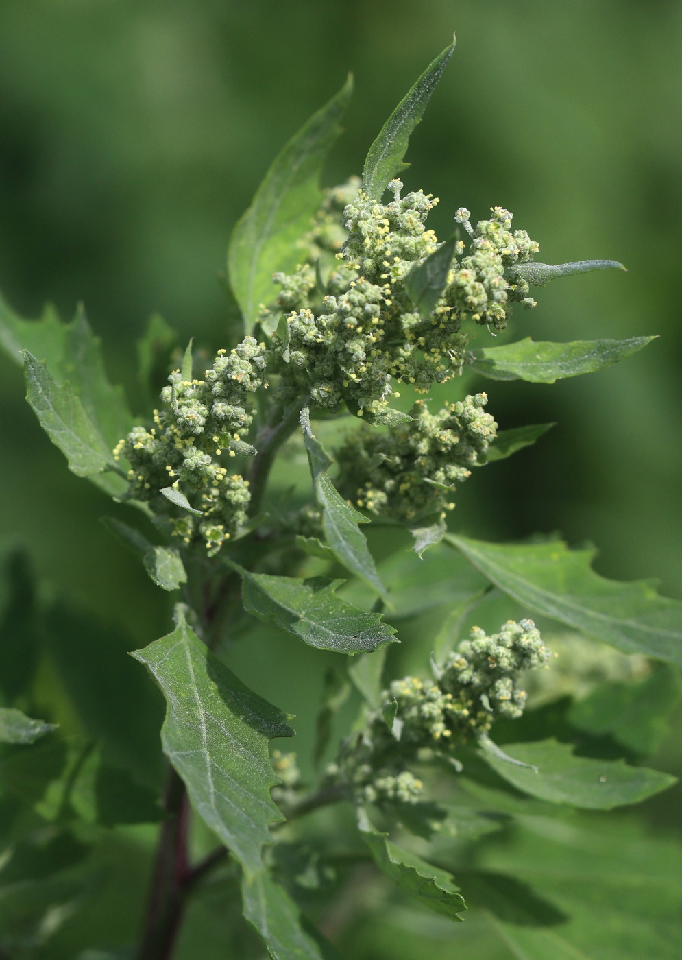 Изображение особи Chenopodium album.