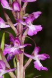 Anacamptis laxiflora подвид elegans. Часть соцветия. Волгоградская обл., Серафимовичский р-н, Трясиновское с/п, окр. хут. Себряков, природный парк \"Усть-Медведицкий\", пойма р. Медведица, заболоченное понижение. 26 мая 2021 г.