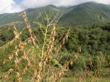 Astragalus galegiformis. Верхушка плодоносящего растения. Кабардино-Балкария, Черекский р-н, Кабардино-Балкарский высокогорный заповедник, Черек-Безенгийское ущелье, ≈ 1600 м н.у.м., левый берег реки Черек-Хуламский, горный луг. 18.08.2021.