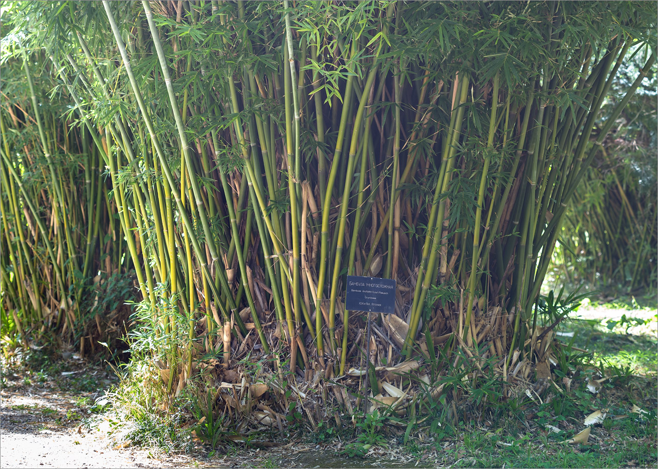 Image of Bambusa multiplex specimen.