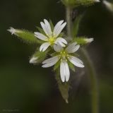 Cerastium glomeratum