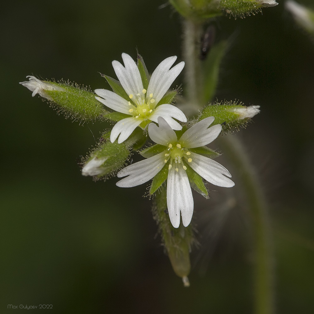 Изображение особи Cerastium glomeratum.