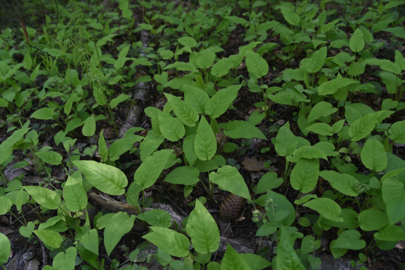 Image of Pulmonaria obscura specimen.