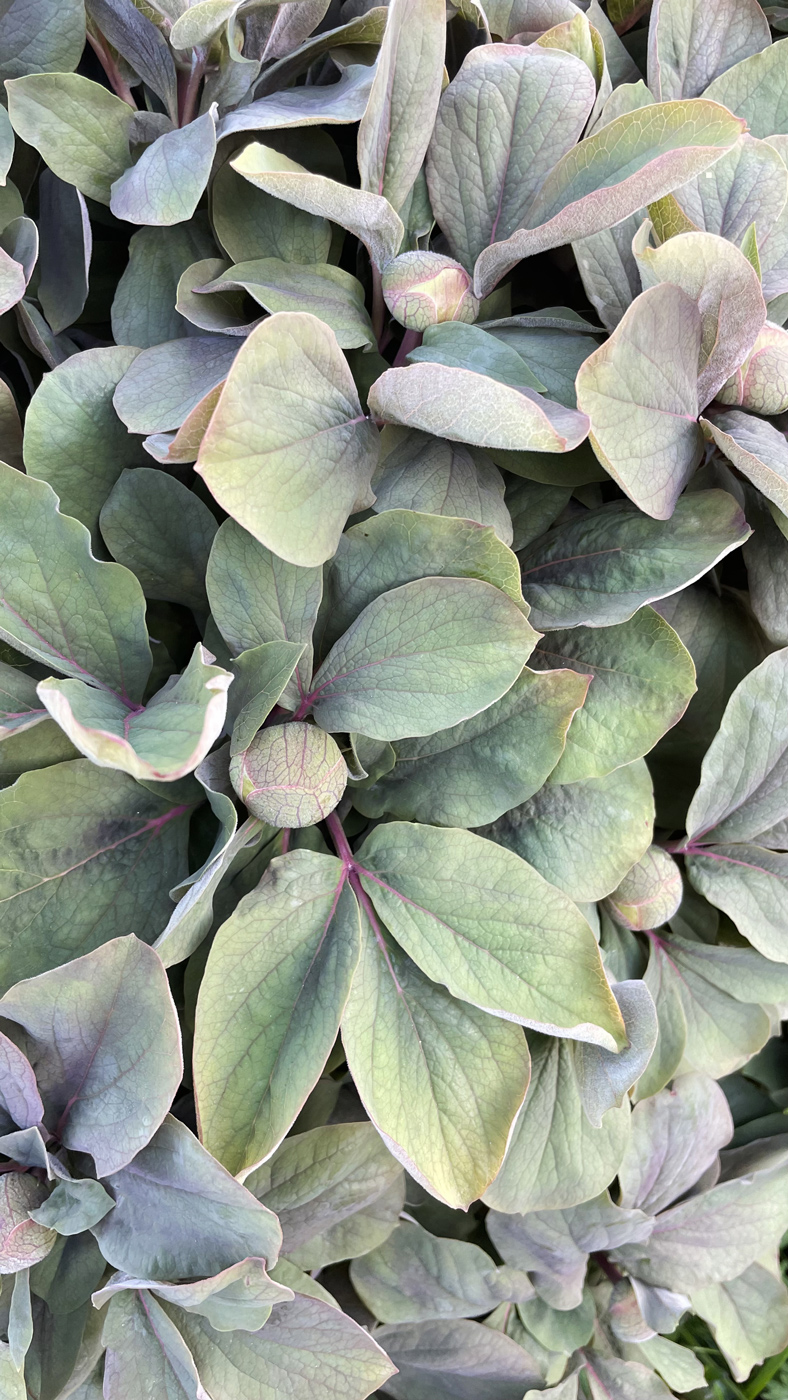 Image of Paeonia mlokosewitschii specimen.