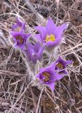 Pulsatilla multifida
