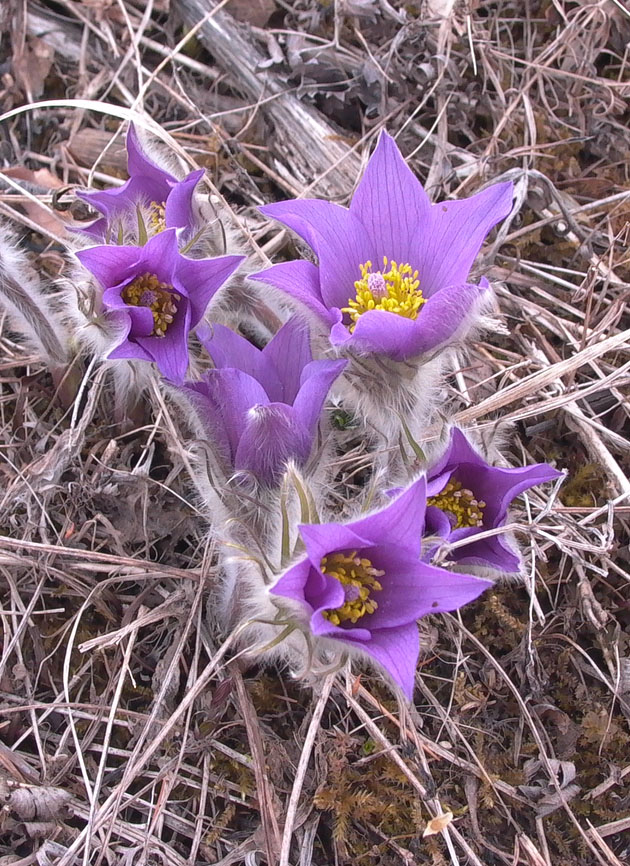 Изображение особи Pulsatilla multifida.