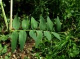 Vicia lilacina