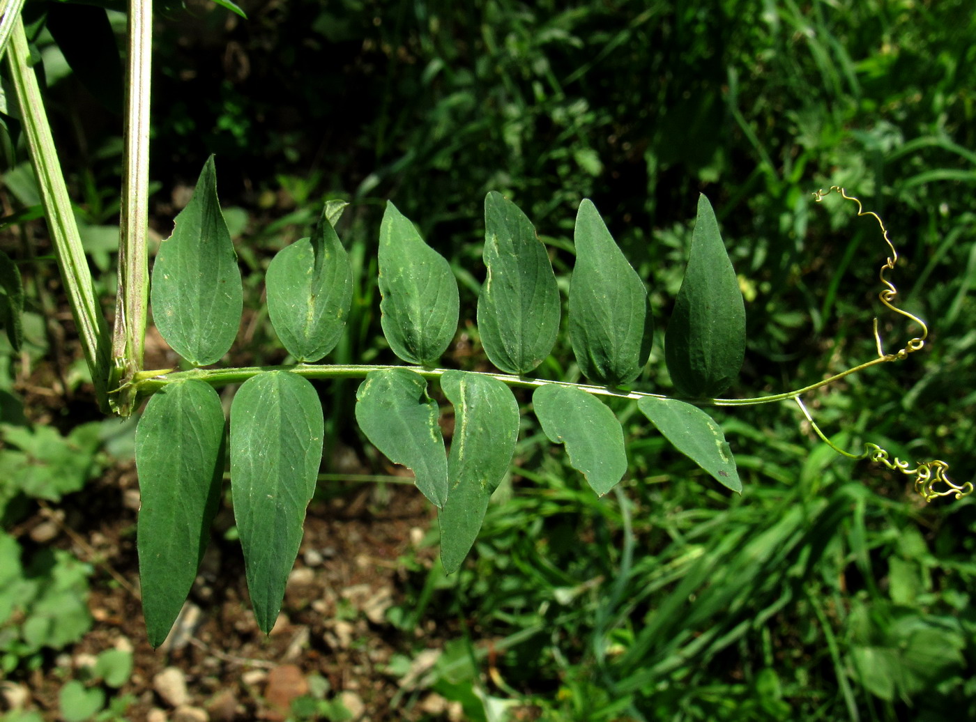 Image of Vicia lilacina specimen.