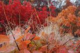 Cotinus coggygria