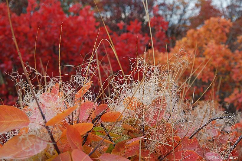 Изображение особи Cotinus coggygria.