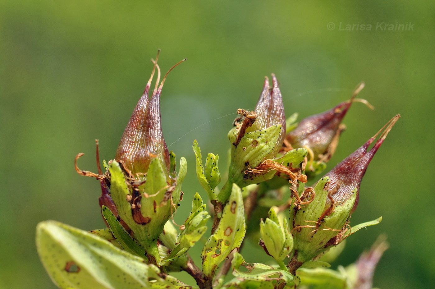 Image of Hypericum attenuatum specimen.