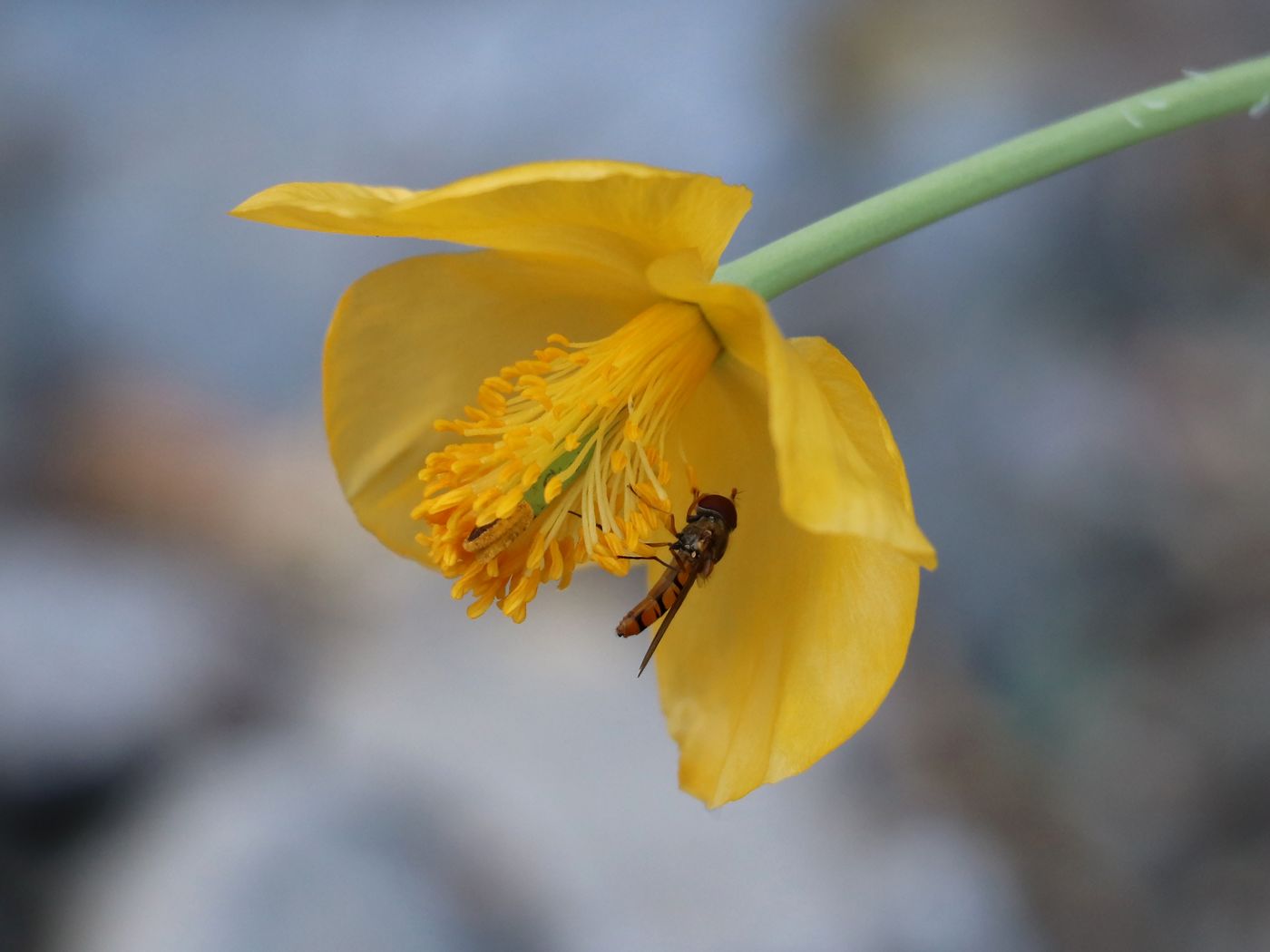 Image of Glaucium fimbrilligerum specimen.