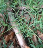 Astragalus arenarius