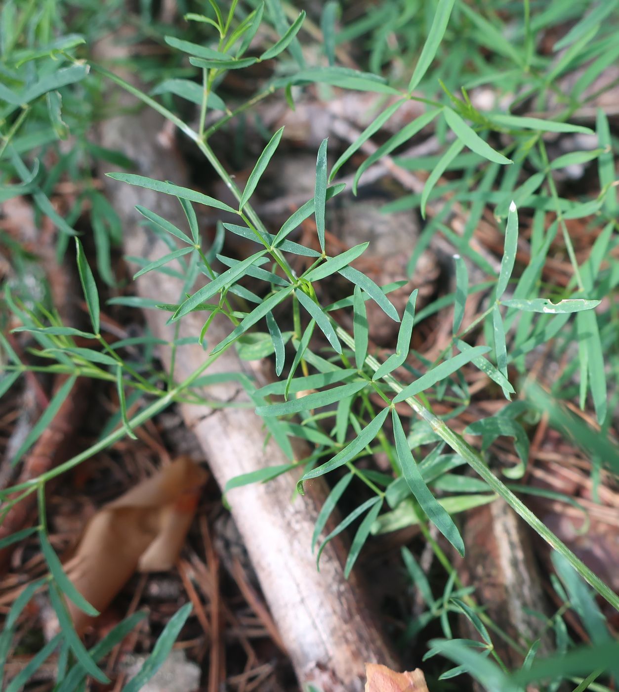 Image of Astragalus arenarius specimen.