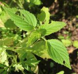 Salvia hispanica. Верхушка побега с повреждёнными фитофагами листьями. Тверская обл., Весьегонск, в культуре. 23 июля 2022 г.