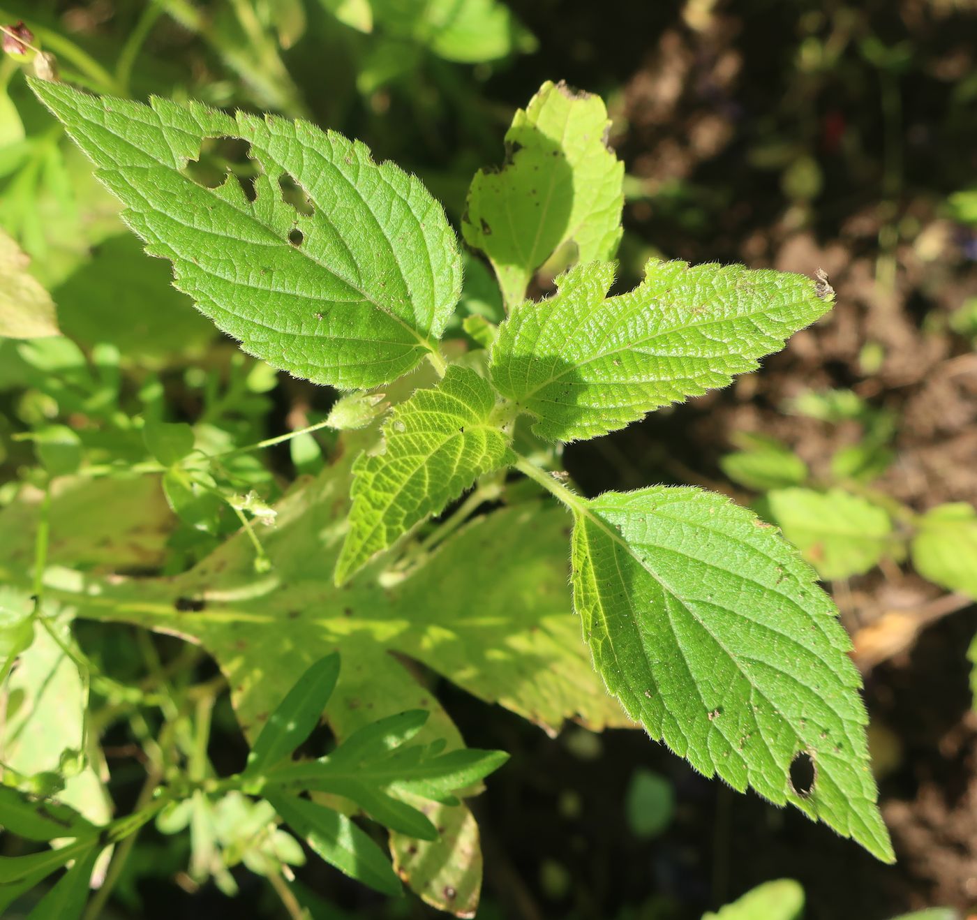 Изображение особи Salvia hispanica.