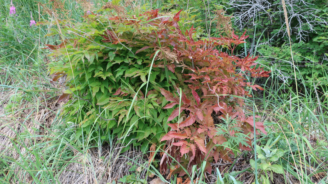 Image of Aruncus dioicus specimen.