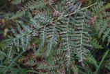 Pteridium pinetorum. Обратная сторона отмирающей вайи с поражениями. Калужская обл., Спас-Деменский р-н, окр. дер. Князево, северо-западная окраина Большого Игнатовского болота, смешанный лес. 09.09.2022.