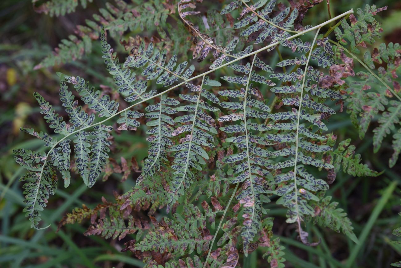 Изображение особи Pteridium pinetorum.