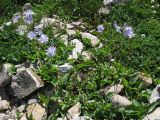 Смотреть изображение Lactuca tatarica