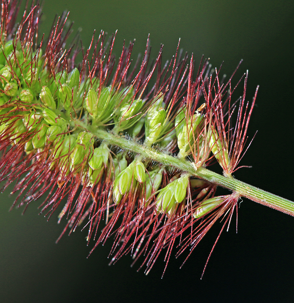 Image of Setaria maximowiczii specimen.