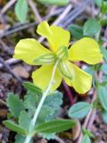 Helianthemum grandiflorum. Верхушка побега с цветком (вид со стороны чашелистиков). Крым, окр. с. Запрудное, сосновый лес близ оз. Бирюзовое. 14.07.2021.