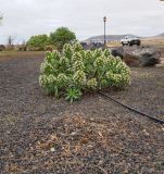 Echium decaisnei. Цветущее растение. Испания, автономное сообщество Канарские о-ва, о-в Фуэртевентура, провинция Las Palmas, муниципалитет La Oliva, пос. El Cotillo, цветник. 07.03.2018.