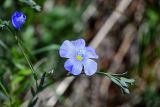 Linum perenne. Верхушка побега с цветком и бутонами. Хакасия, Ширинский р-н, окр. с. Ефремкино, скалы Тогыз-Аз, степной склон. 07.06.2022.