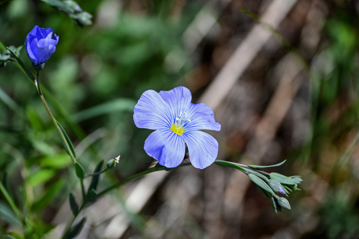 Image of Linum perenne specimen.