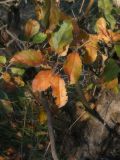 Malus domestica