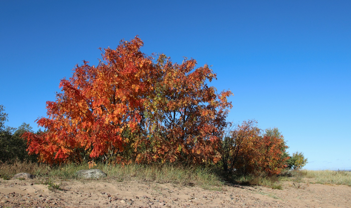 Image of Sorbus aucuparia specimen.