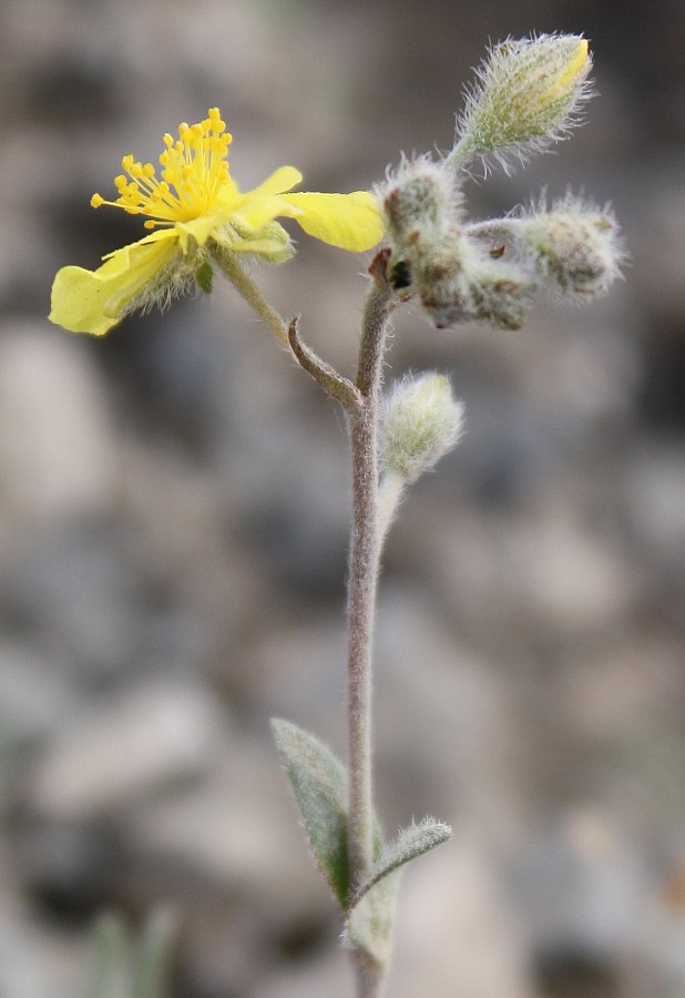 Image of Helianthemum stevenii specimen.