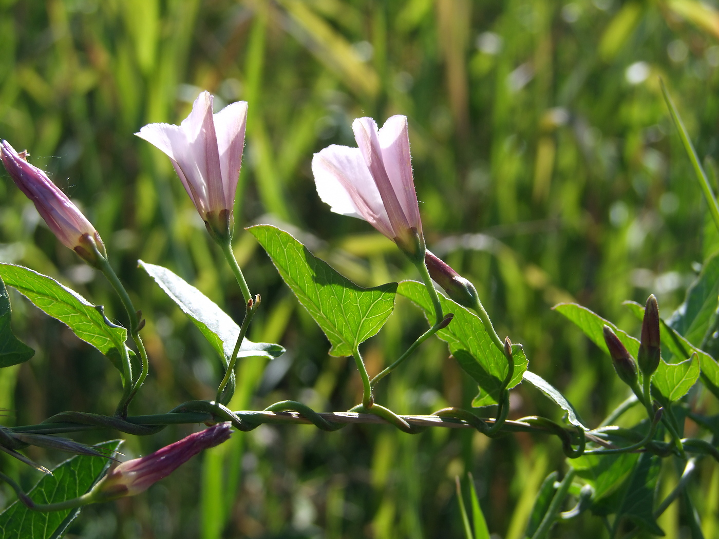 Изображение особи Convolvulus arvensis.