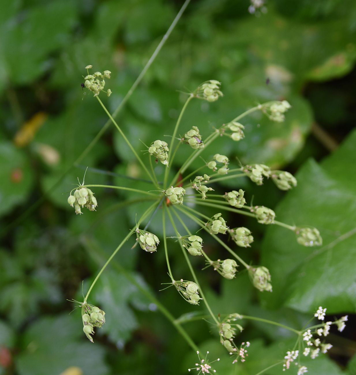 Image of Heracleum asperum specimen.