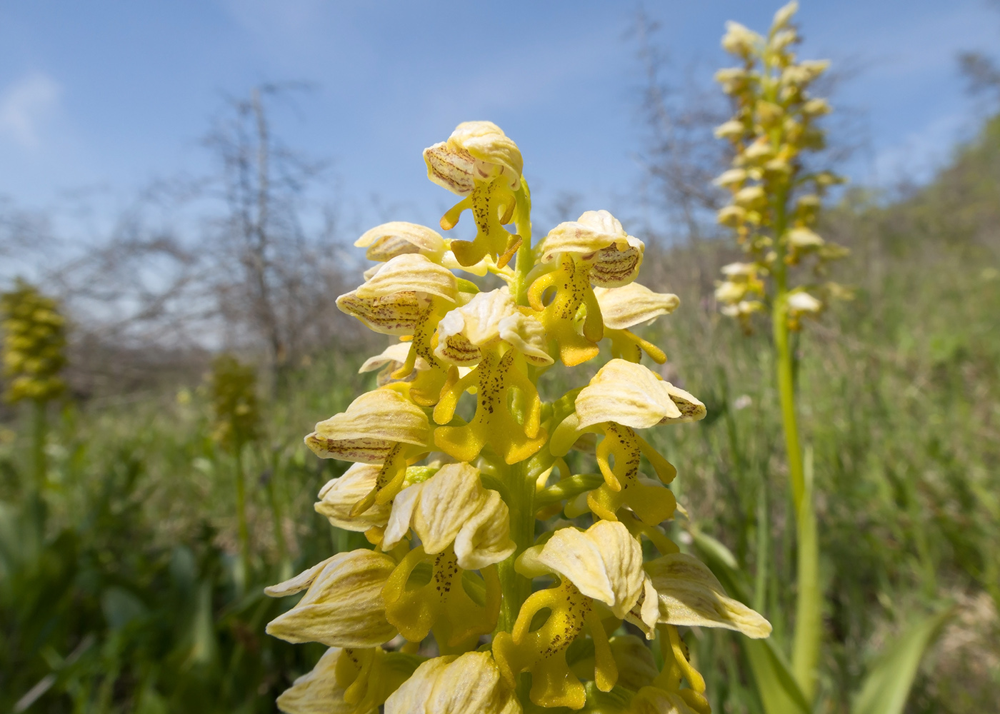 Image of Orchis punctulata specimen.