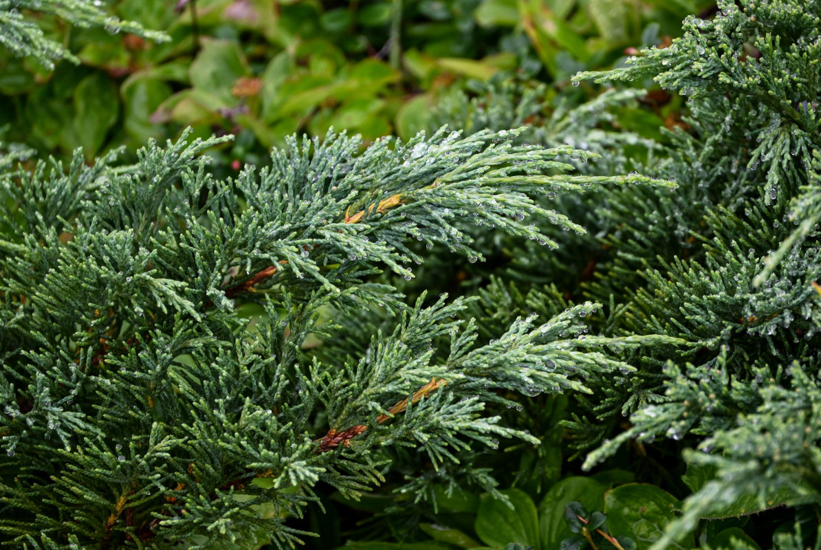 Изображение особи Juniperus sargentii.