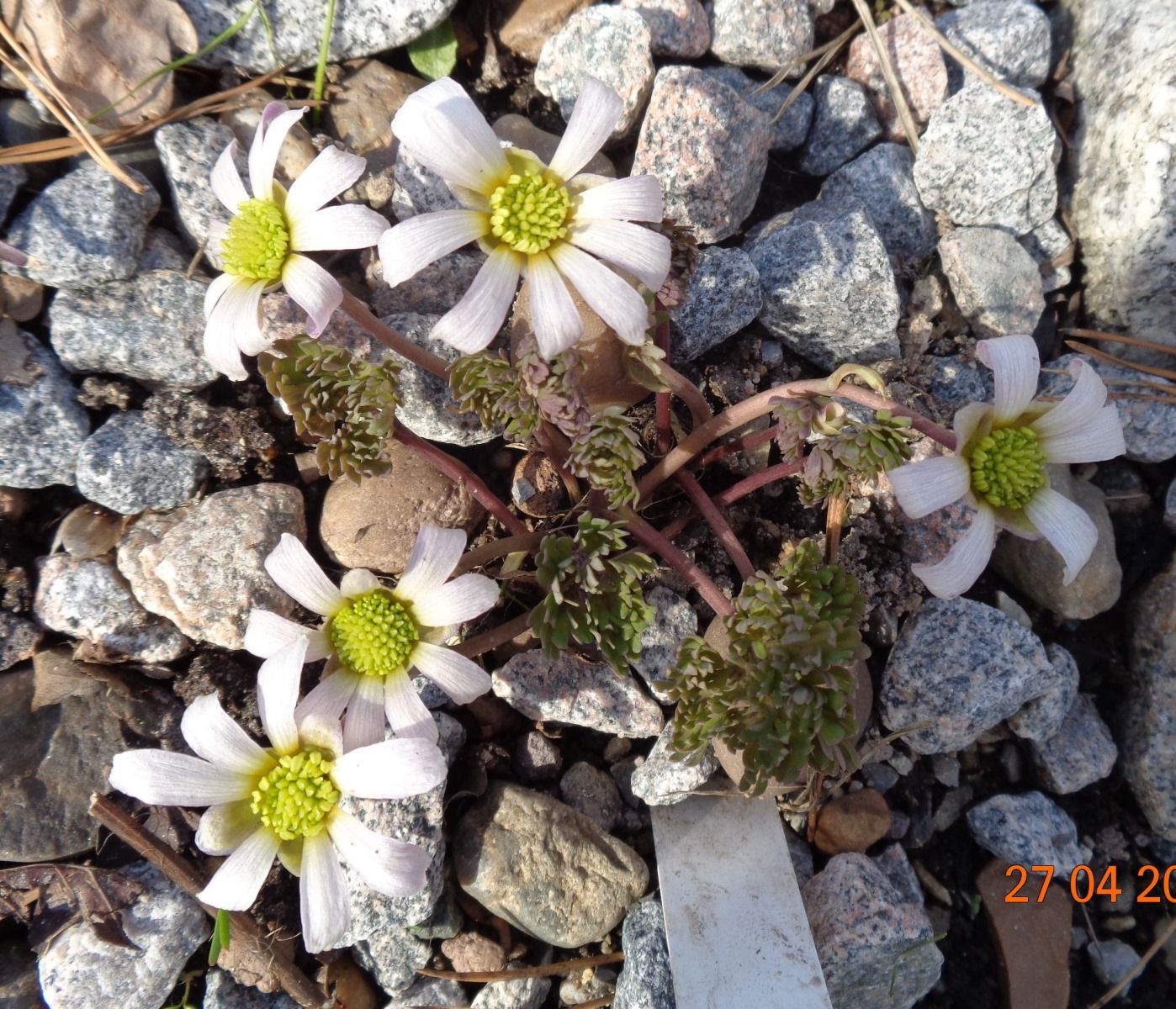 Изображение особи Callianthemum anemonoides.