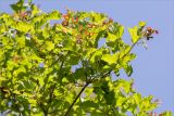 Acer tataricum