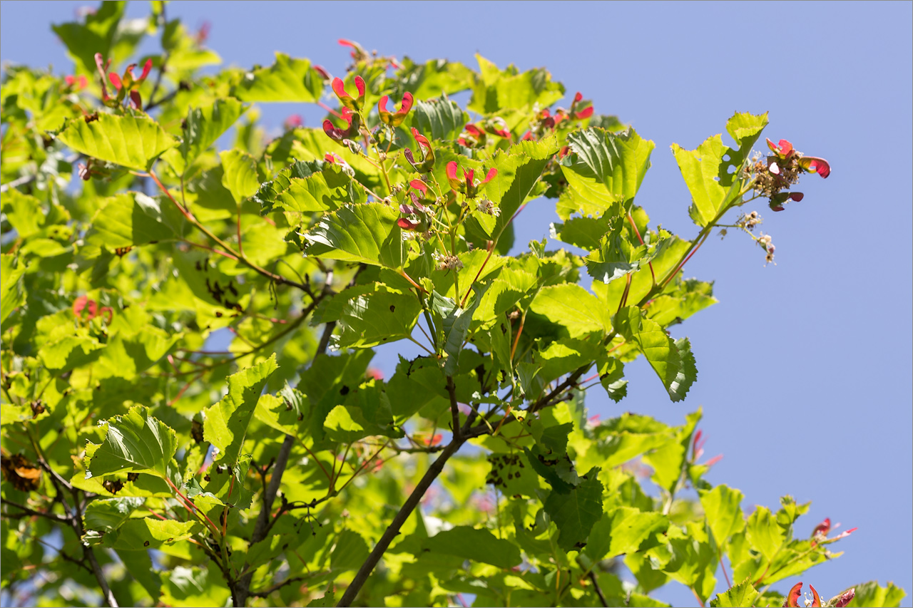 Image of Acer tataricum specimen.