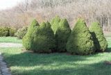 Picea glauca