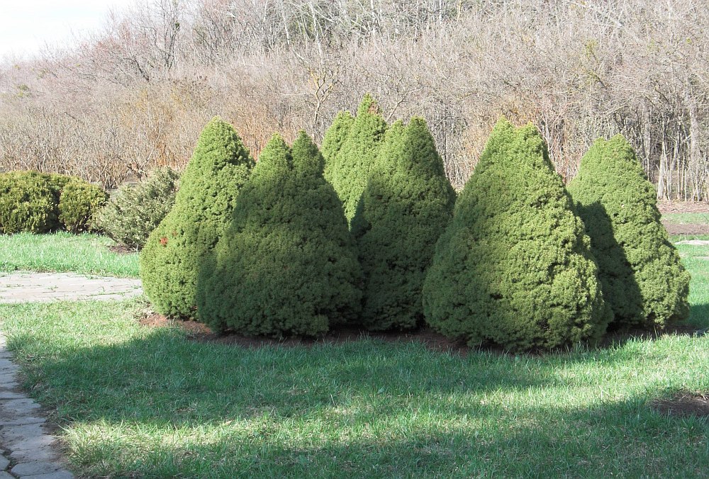 Image of Picea glauca specimen.