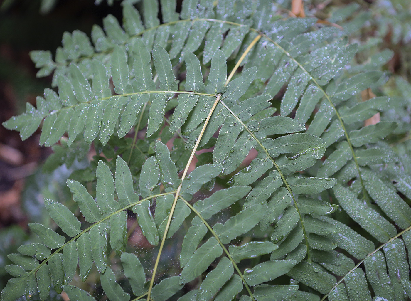 Изображение особи Osmunda regalis.