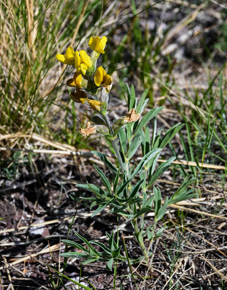 Изображение особи Thermopsis lanceolata.